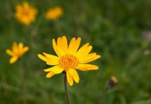 L’efficacia dell’Arnica montana