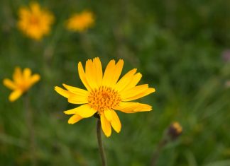 L’efficacia dell’Arnica montana