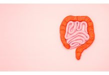 Batteri intestinali e muscoli, una possibile relazione