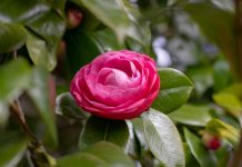 Camelia, dalla radice un aiuto naturale per proteggere il fegato