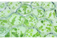 Clorofilla, un potenziale aiuto nel controllo del diabete