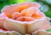 Micoterapia per il cuore micoterapia ipertensione