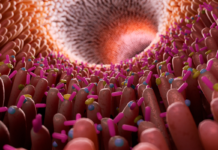 Microbiota intestinale e declino cognitivo: nuove evidenze sull’asse intestino-cervello nelle malattie neurodegenerative Microbiota intestinale e declino cognitivo: nuove evidenze