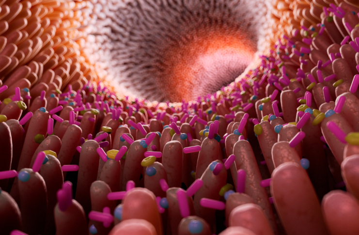 Microbiota intestinale e declino cognitivo: nuove evidenze sull’asse intestino-cervello nelle malattie neurodegenerative Microbiota intestinale e declino cognitivo: nuove evidenze
