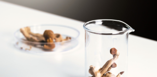 Psilocibina in sperimentazione per la depressione farmaco-resistente psilocibina depressione farmaco-resistente