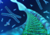 Telomerasi e longevità cellulare Telomerasi funzione e applicazioni cliniche