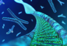 Telomerasi e longevità cellulare Telomerasi funzione e applicazioni cliniche