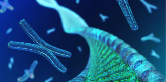 Telomerasi e longevità cellulare Telomerasi funzione e applicazioni cliniche