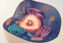 Invecchiamento cellulare e cromatina: come il nucleo cellulare altera la risposta delle cellule con l’età Invecchiamento cellulare e cromatina
