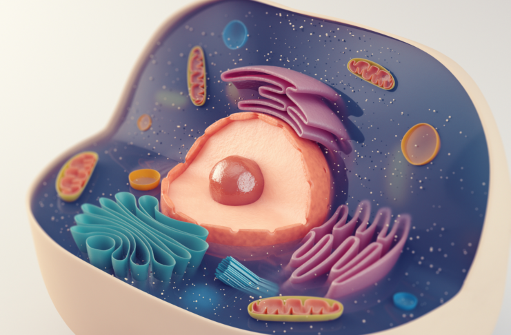Invecchiamento cellulare e cromatina: come il nucleo cellulare altera la risposta delle cellule con l’età Invecchiamento cellulare e cromatina