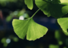 Ginkgo biloba e invecchiamento cerebrale: effetti su microcircolo e funzione cognitiva Ginkgo biloba invecchiamento cerebrale