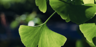 Ginkgo biloba e invecchiamento cerebrale: effetti su microcircolo e funzione cognitiva Ginkgo biloba invecchiamento cerebrale