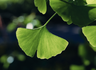 Ginkgo biloba e invecchiamento cerebrale: effetti su microcircolo e funzione cognitiva Ginkgo biloba invecchiamento cerebrale