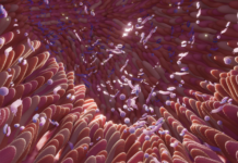Microbiota intestinale: regolatore sistemico di salute e longevità microbiota intestinale e infiammazione sistemica