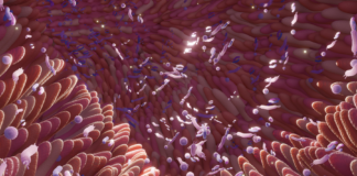 Microbiota intestinale: regolatore sistemico di salute e longevità microbiota intestinale e infiammazione sistemica