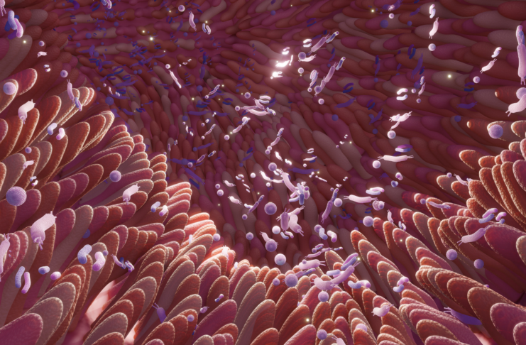 Microbiota intestinale: regolatore sistemico di salute e longevità microbiota intestinale e infiammazione sistemica