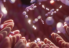 Un microbiota sano, la nuova chiave per la longevità Microbiota intestinale e invecchiamento
