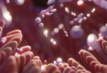 Un microbiota sano, la nuova chiave per la longevità Microbiota intestinale e invecchiamento