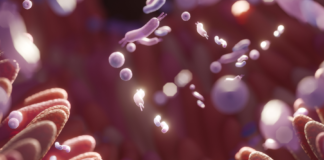 Un microbiota sano, la nuova chiave per la longevità Microbiota intestinale e invecchiamento