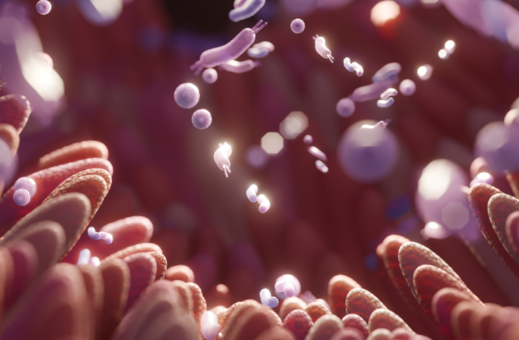 Un microbiota sano, la nuova chiave per la longevità Microbiota intestinale e invecchiamento