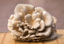 Pleurotus ostreatus: effetti su umore e funzione cognitiva negli anziani Pleurotus ostreatus e funzione cognitiva