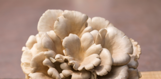 Pleurotus ostreatus: effetti su umore e funzione cognitiva negli anziani Pleurotus ostreatus e funzione cognitiva