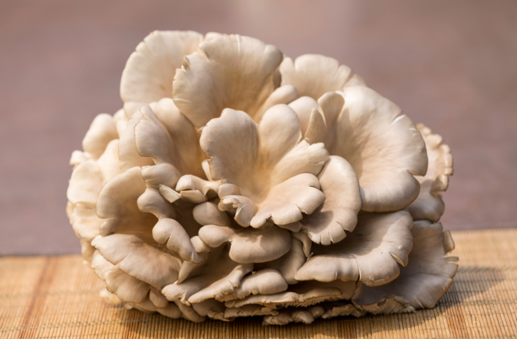 Pleurotus ostreatus: effetti su umore e funzione cognitiva negli anziani Pleurotus ostreatus e funzione cognitiva