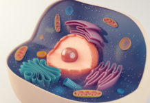 Perossisomi: un nuovo target contro l’invecchiamento metabolico Perossisomi e flessibilità metabolica