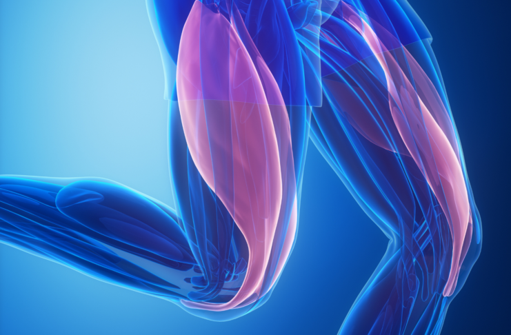 L-BAIBA e funzione muscolare: il ruolo emergente nell’adattamento all’esercizio L-BAIBA e adattamento muscolare