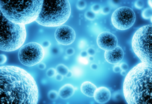 Inflammaging e invecchiamento: ruolo di stress ossidativo e mitocondri inflammaging e invecchiamento
