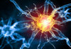 Dolore neuropatico: nel locus coeruleus un possibile freno cerebrale dolore neuropatico locus coeruleus