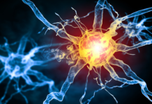 Dolore neuropatico: nel locus coeruleus un possibile freno cerebrale dolore neuropatico locus coeruleus