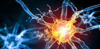 Dolore neuropatico: nel locus coeruleus un possibile freno cerebrale dolore neuropatico locus coeruleus