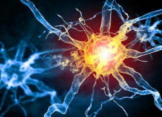 Dolore neuropatico: nel locus coeruleus un possibile freno cerebrale dolore neuropatico locus coeruleus