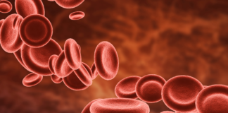Polifenoli e microcircolo: fitoterapia per la salute vascolare Polifenoli e microcircolo