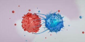 Linfociti T citotossici CD4 nei supercentenari: segni di espansione adattativa nell’invecchiamento sano linfociti T citotossici CD4 nei supercentenari
