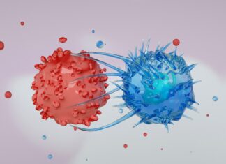 Linfociti T citotossici CD4 nei supercentenari: segni di espansione adattativa nell’invecchiamento sano linfociti T citotossici CD4 nei supercentenari