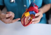 Giornata Mondiale del Cuore: dalla prevenzione alla ricerca sulla longevità cardiovascolare longevità cardiovascolare