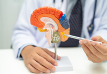L’ippocampo che invecchia: una mappa cellulare e genomica del cervello adulto Invecchiamento ippocampo