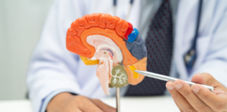 L’ippocampo che invecchia: una mappa cellulare e genomica del cervello adulto Invecchiamento ippocampo