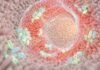 Microbiota e longevità Microbiota e longevità