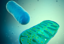 Mitocondri: non solo centrali energetiche dinamica mitocondriale
