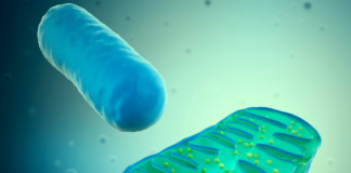 Mitocondri: non solo centrali energetiche dinamica mitocondriale