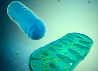 Mitocondri: non solo centrali energetiche dinamica mitocondriale