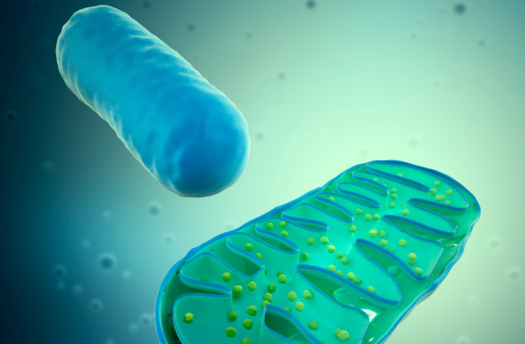 Mitocondri: non solo centrali energetiche dinamica mitocondriale