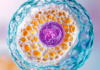 Mitocondri, stress ossidativo e fertilità stress ossidativo e fertilità