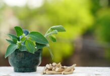 Ashwagandha contro lo stress Integrazione Ashwagandha stress