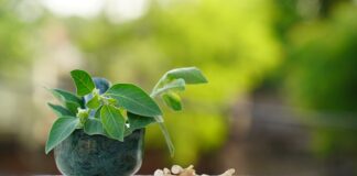 Ashwagandha contro lo stress Integrazione Ashwagandha stress