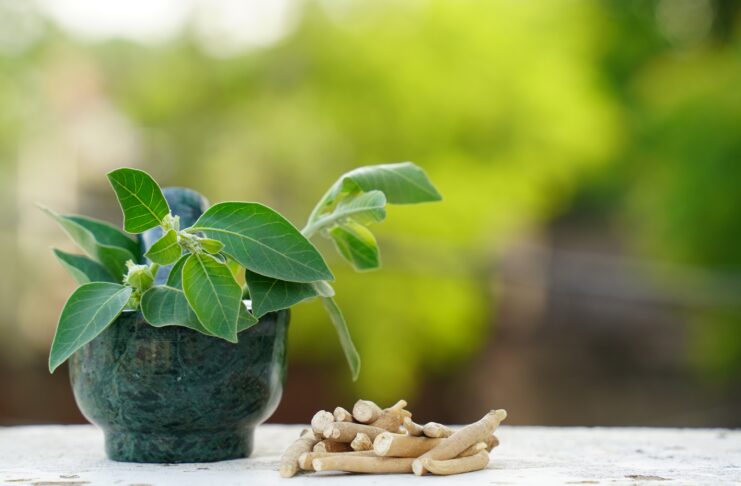 Ashwagandha contro lo stress Integrazione Ashwagandha stress