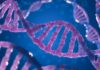 La metilazione del DNA metilazione dna